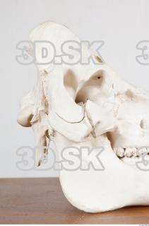 Skull photo reference 0002